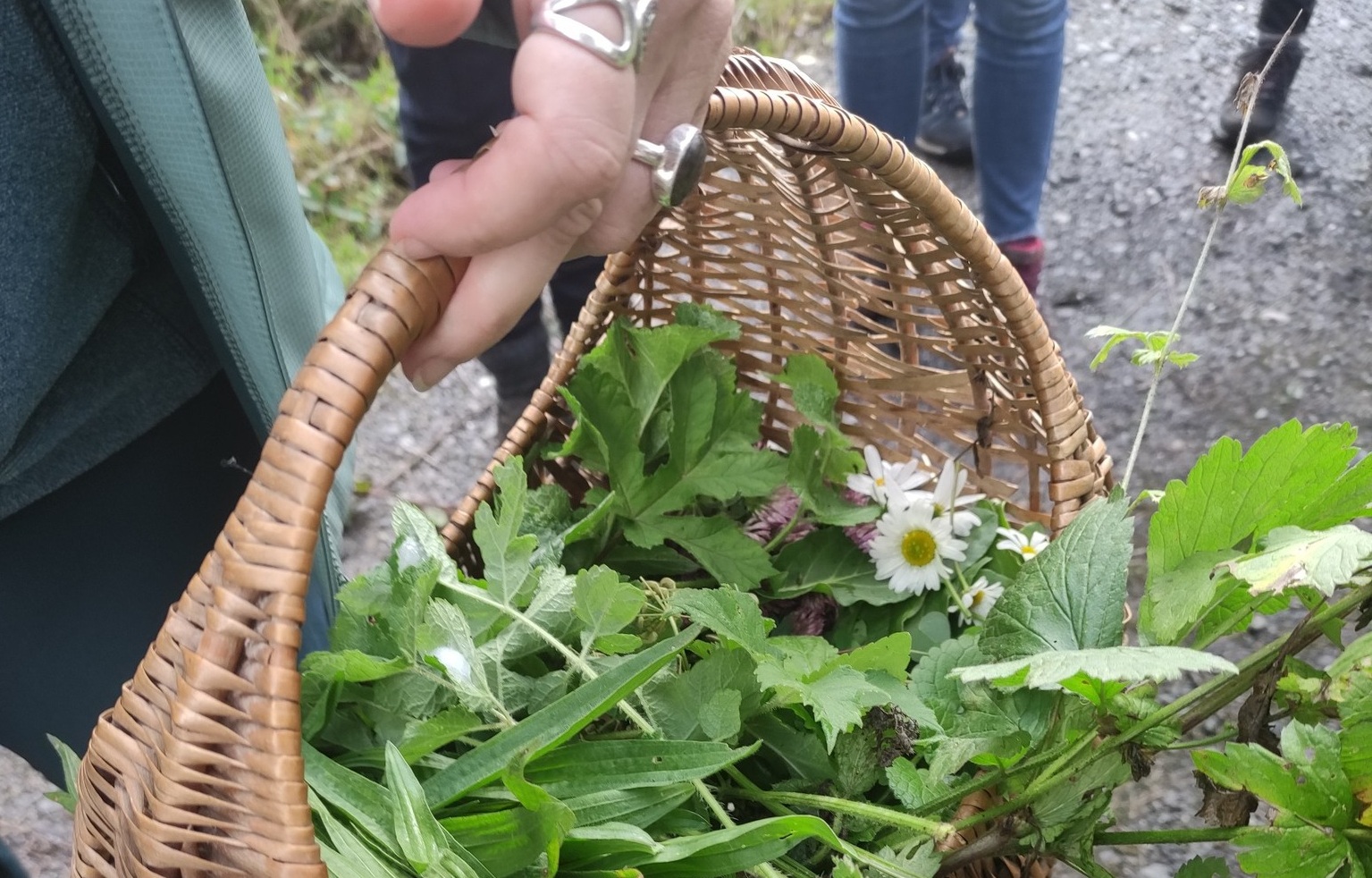 Gastronomie sauvage et médicinale